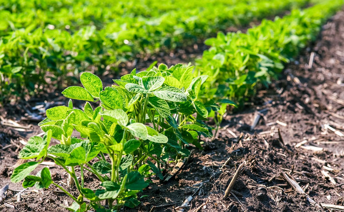 Rows of soybeans