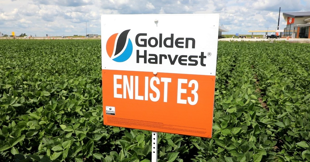 Farmers Gain more Confidence Using Enlist E3 Soybeans Golden Harvest