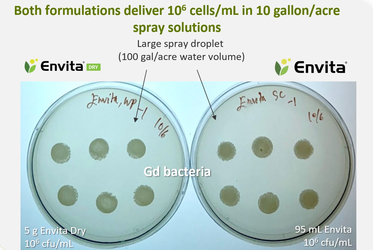 Comparing Envita Dry and Envita formulations