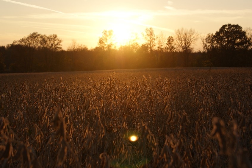 field sunset