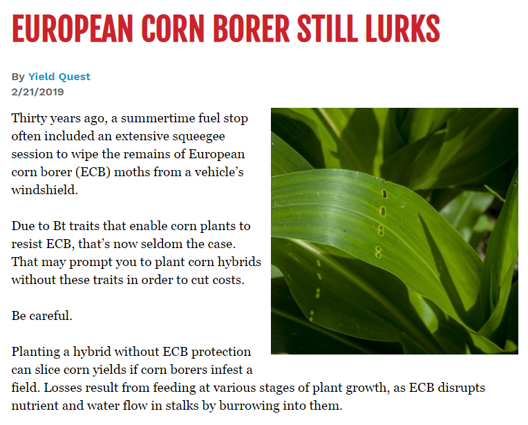 European Corn Borer Still Lurks Successful Farming Golden Harvest