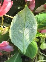 Downy mildew on impatiens, Rechcigl