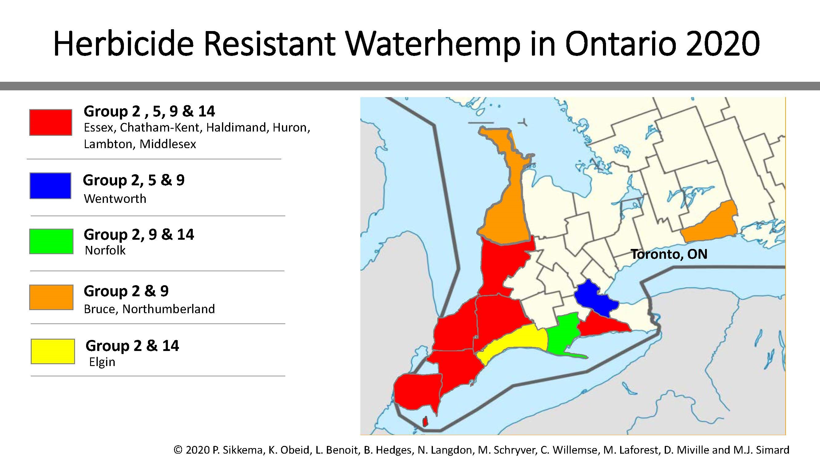 herbicide resistant waterhemp in Ontario 2020