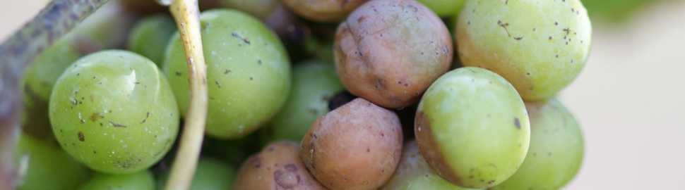 Green grape cluster showing signs of disease