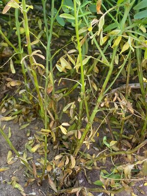 Anthracnose lentil damage – leaf drop
