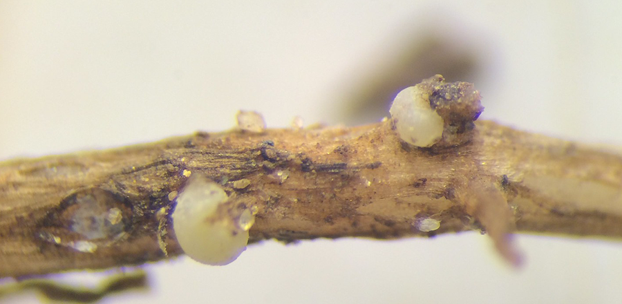 closeup of scn