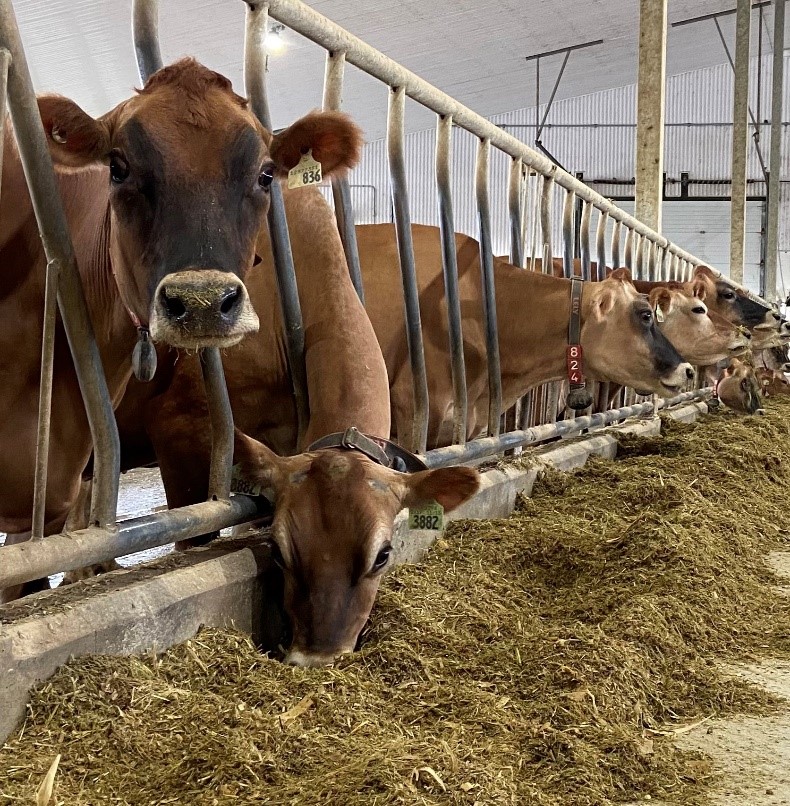 Jersey cattle earing silage