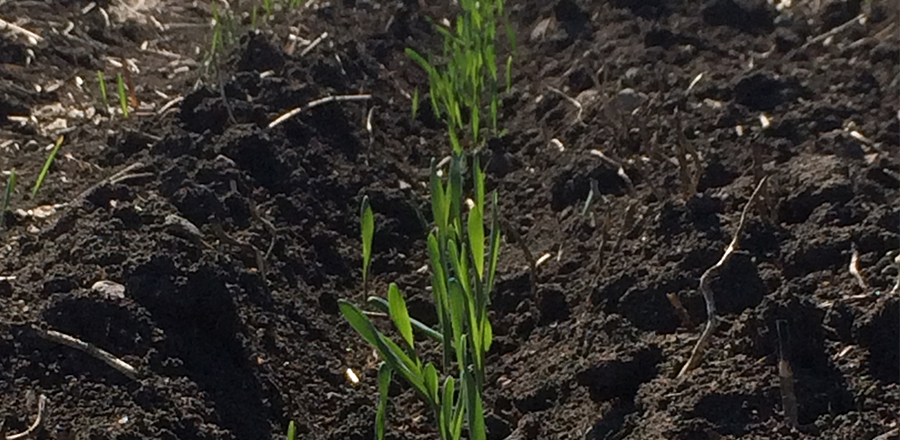 Barley seedlings