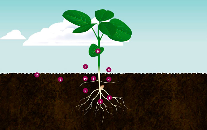 Vibrance Interactive Infographic