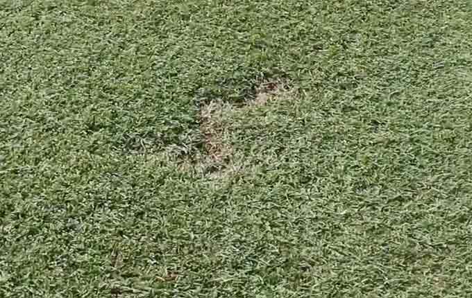 2016534201637222919_mole-crickets-scouting-thumbnail.jpg