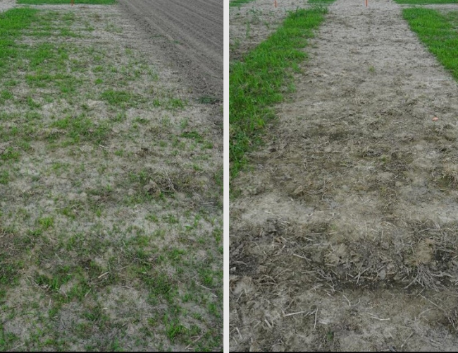 Acuron Flexi - Herbicide Product & Label Information ...