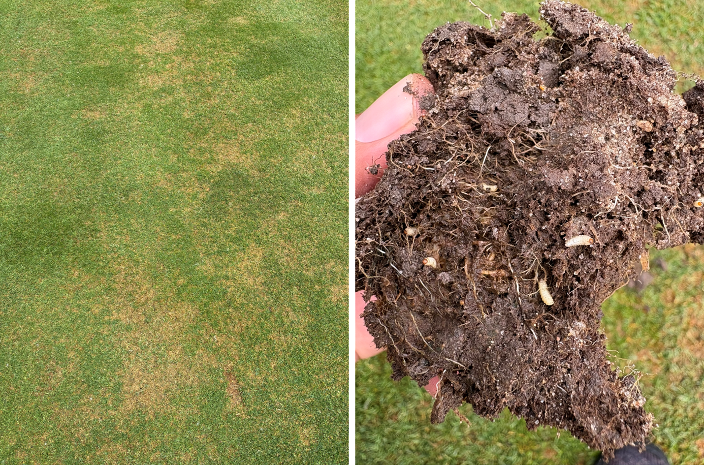 ABW larval damage and turf sample core.