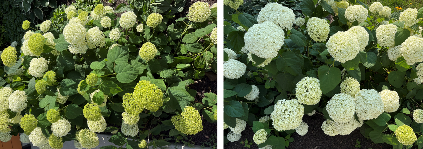 Smooth Hydrangea with early and full bloom.