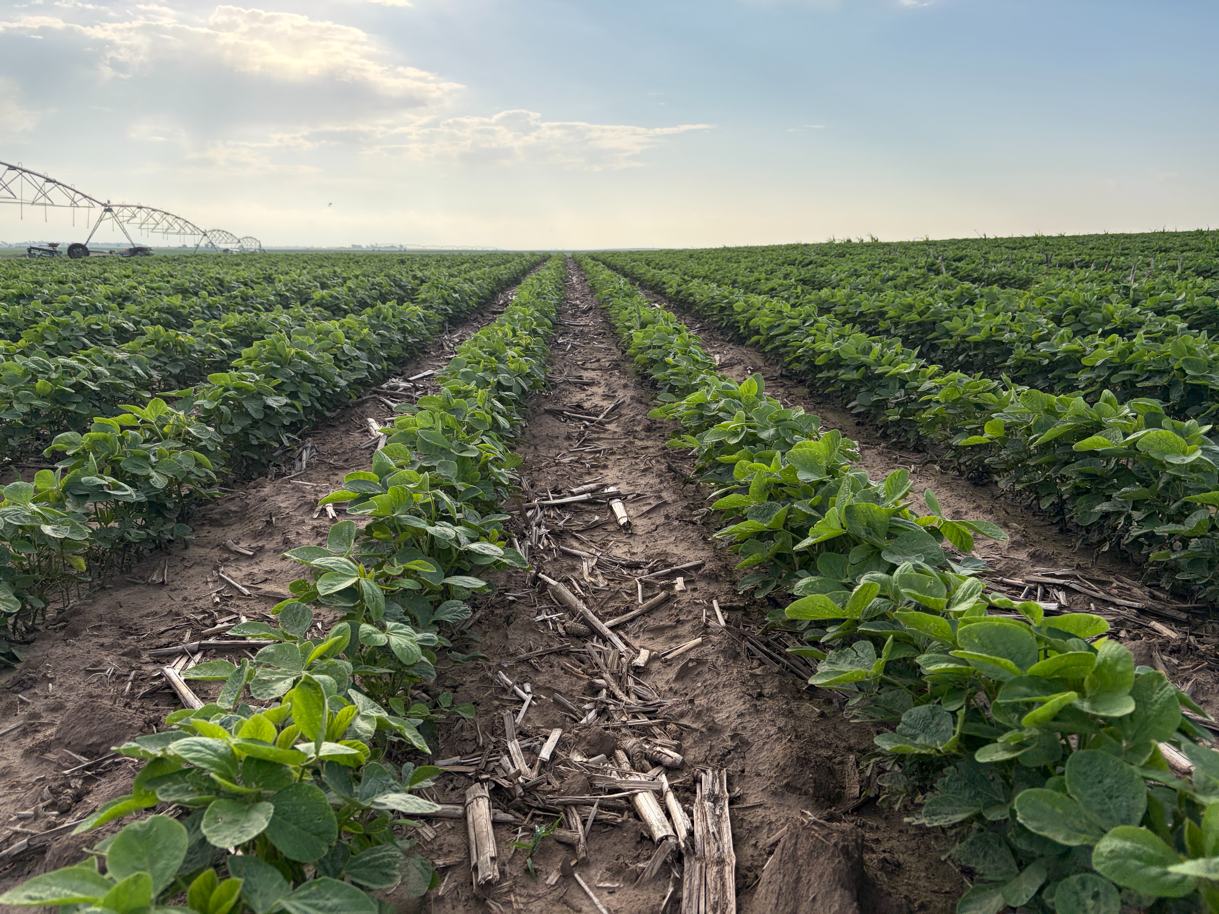 Soybean field