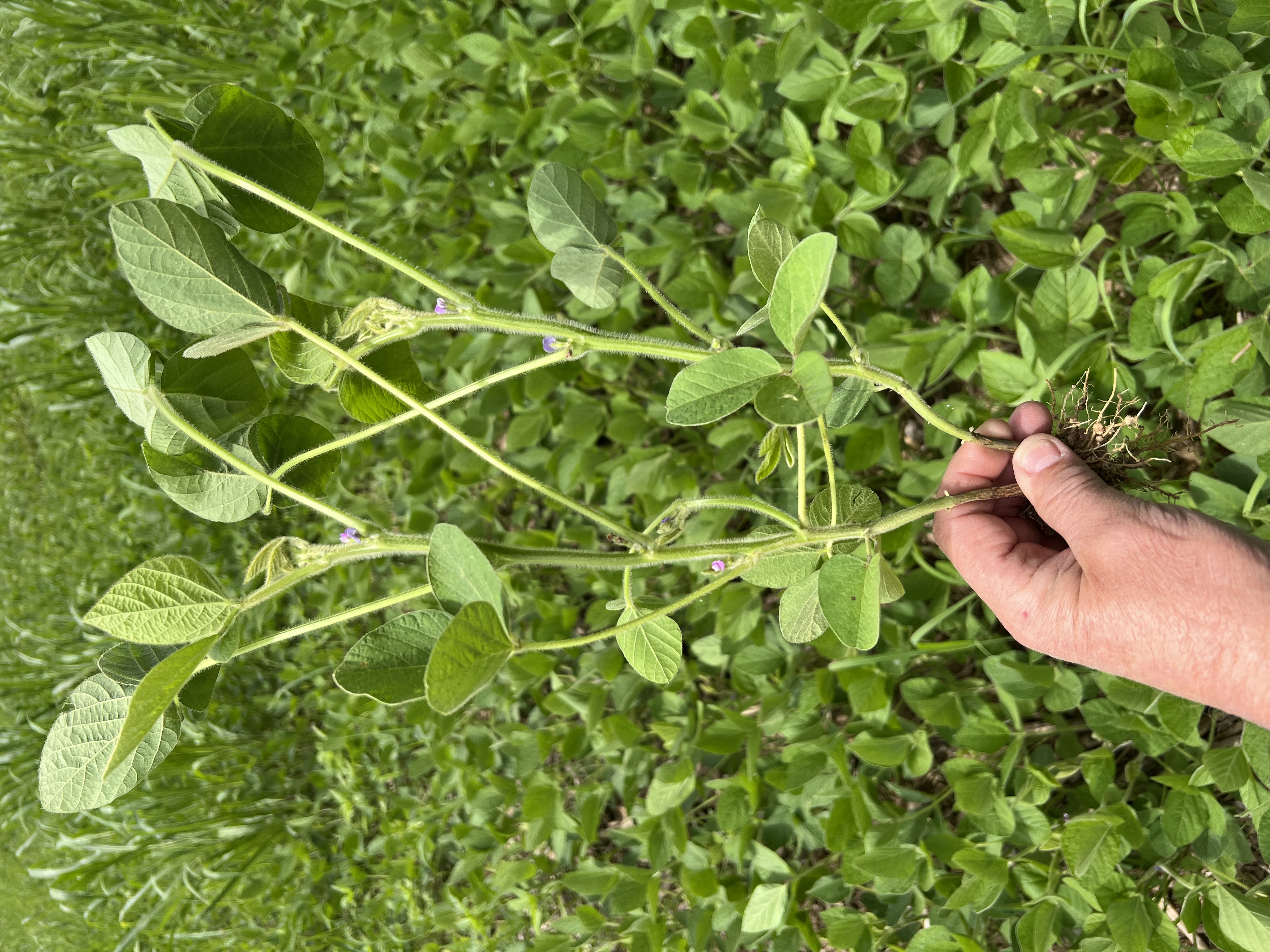 Soybean plant in field