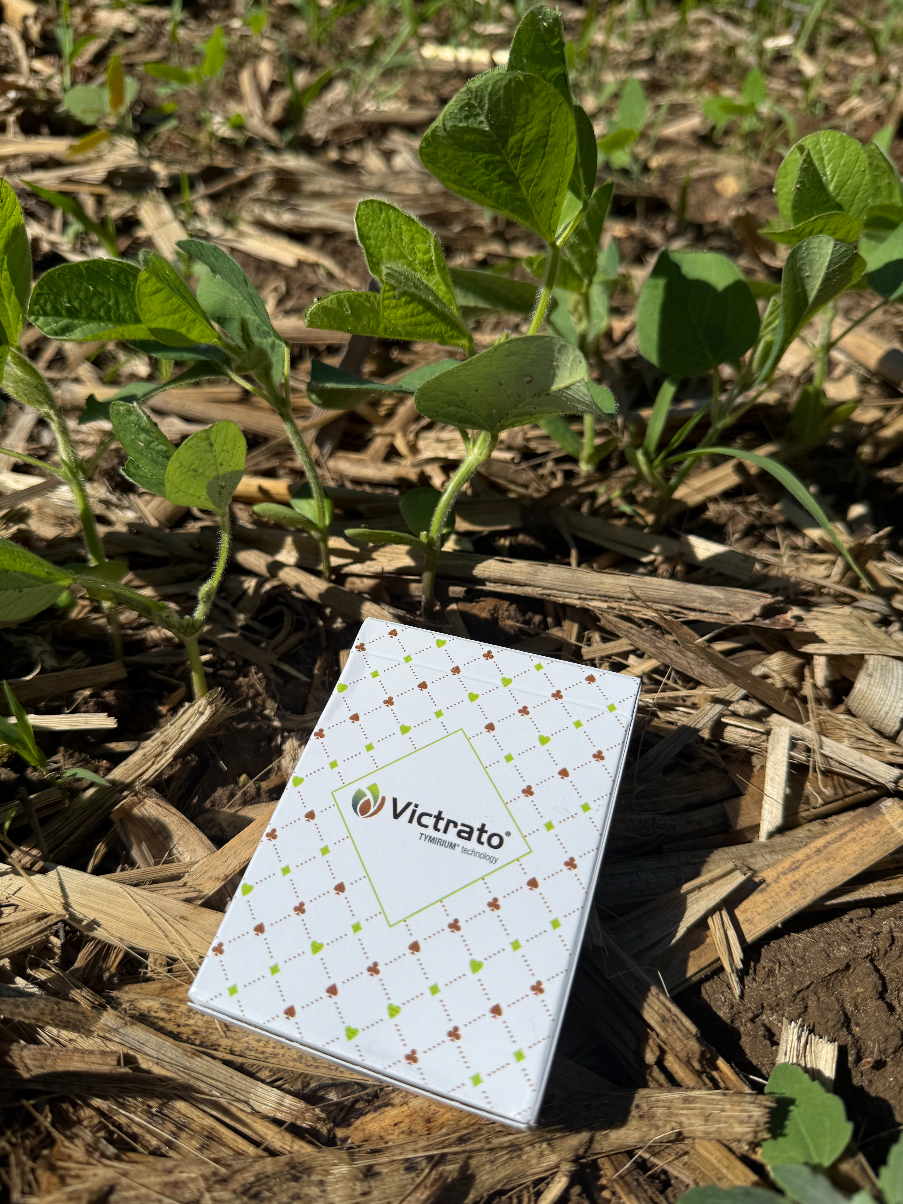 Soybean plant