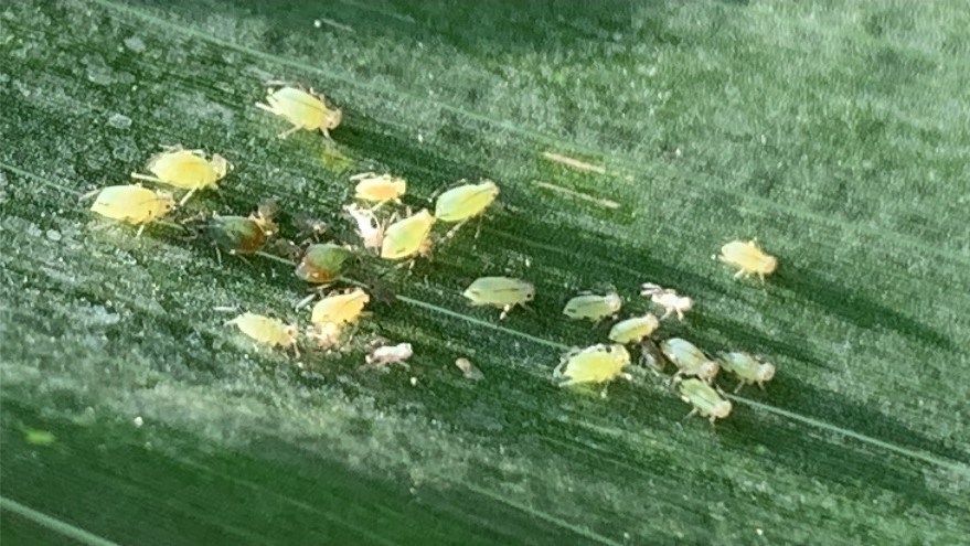 A group of adult aphids on a corn plant leaf