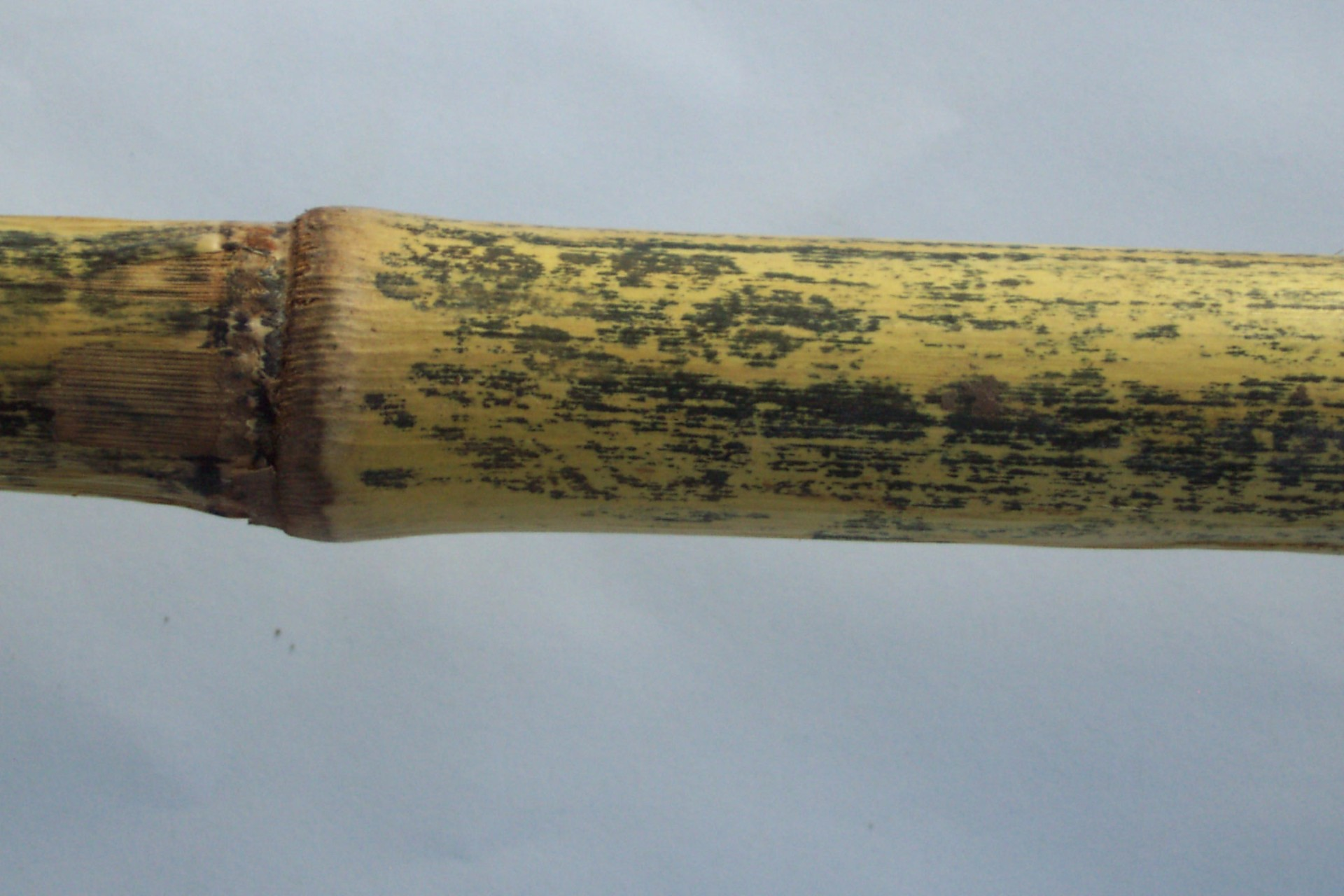 Cross-section of a corn stalk showing Gibberella stalk rot