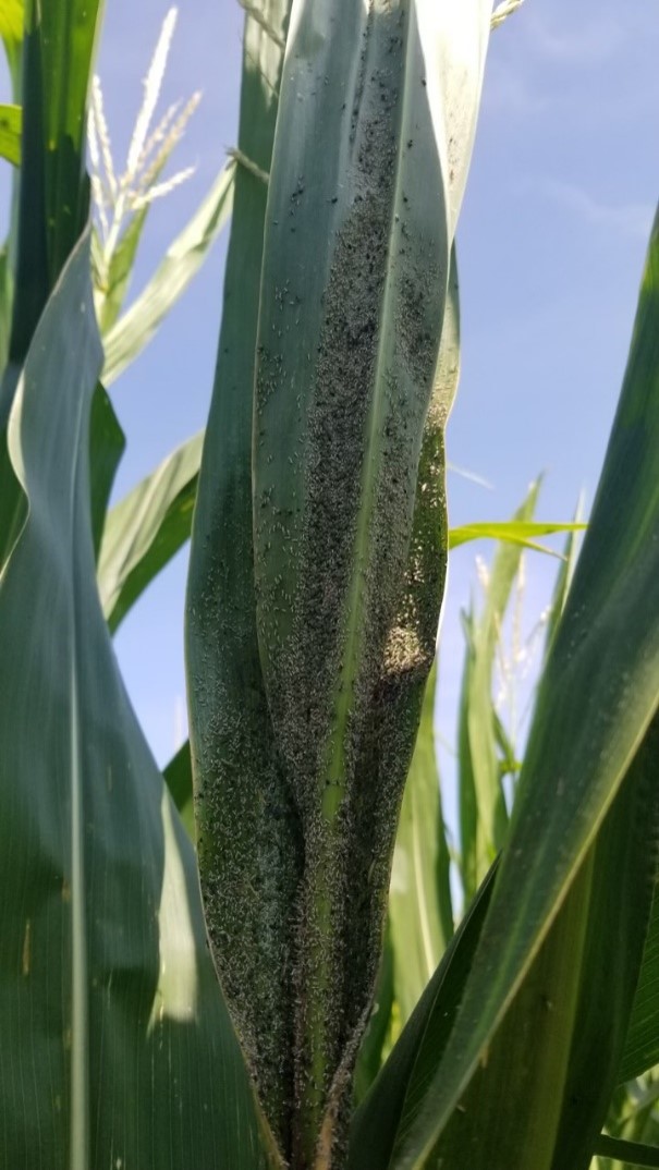 Many adult aphids on a corn plant leaf.