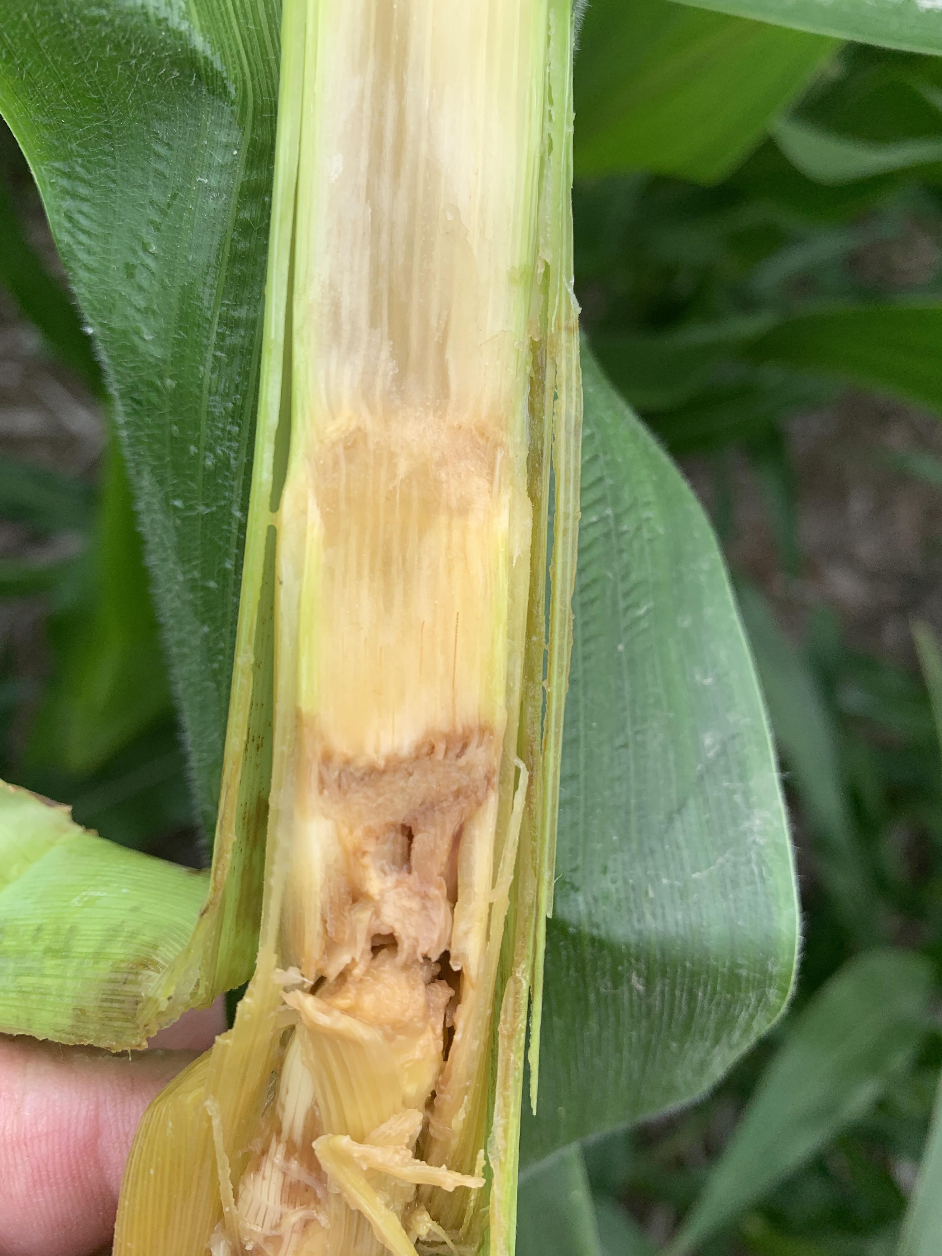 Interior of a corn stalk showing bacterial stalk rot