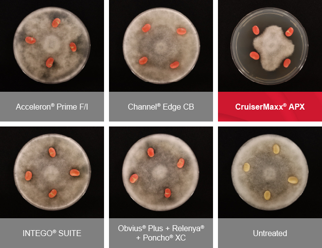 Petri dish study comparing CruiserMaxx APX with Acceleron Prime F/I, Channel Edge CB, INTEGO SUITE, Obvius Plus + Relenya + Poncho XC and an untreated check, showing less Pythium ultimum growth with CruiserMaxx APX than the competitive soybean seed treatments and untreated check.
