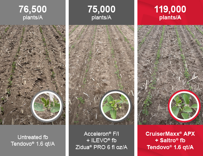 Photo comparing soybean stand counts across treatments, showing CruiserMaxx APX plus Saltro followed by Tendovo at 119,000 plants/A compared with 75,000 plants/A for Acceleron F/I plus ILEVO followed by Zidua PRO and 76,500 plants/A for the untreated check followed by Tendovo.