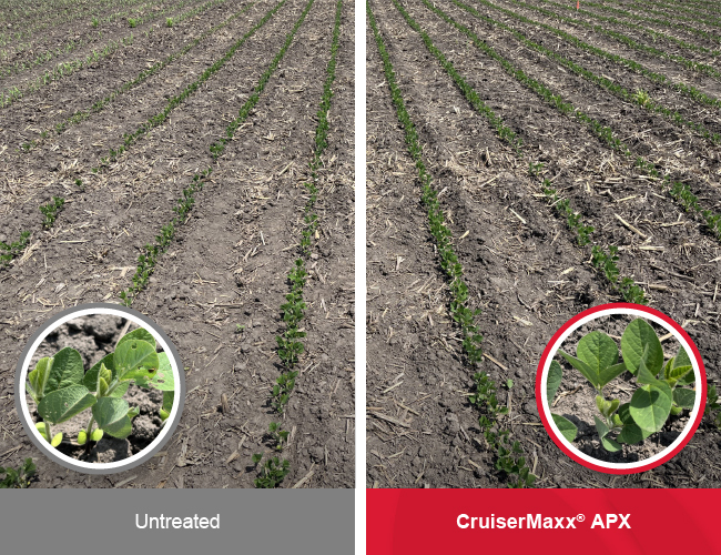 Side-by-side soybean rows comparing untreated soybeans and CruiserMaxx APX-treated soybeans in a field with bean leaf beetle pressure, showing less visible feeding injury on plants treated with CruiserMaxx APX.