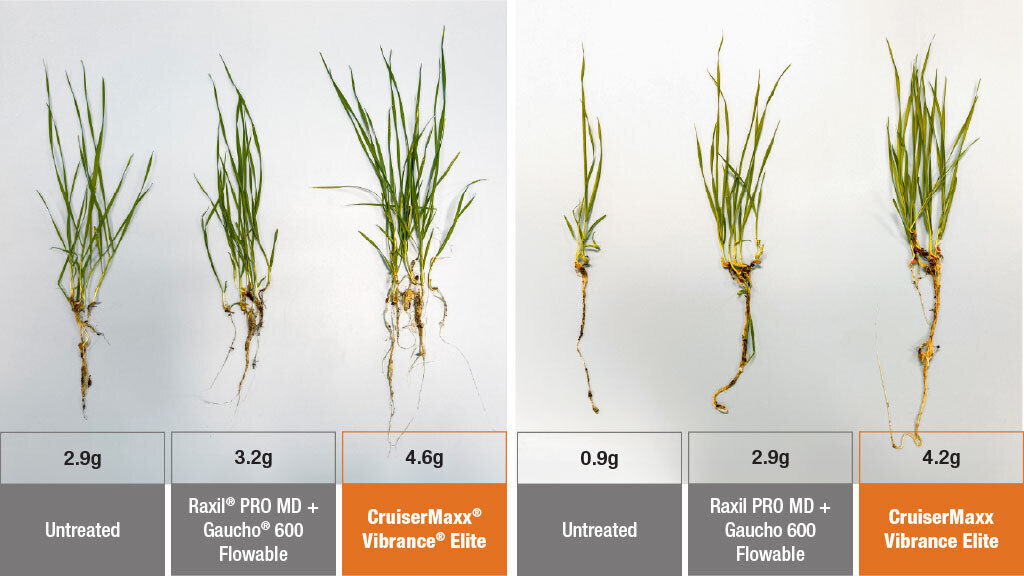 comparison of crops treated with CruiserMaxx Vibrance Elite in a trial against pythium ultimum
