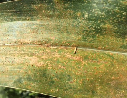 Corn leaf showing common rust infection on the upper surface of a corn leaf