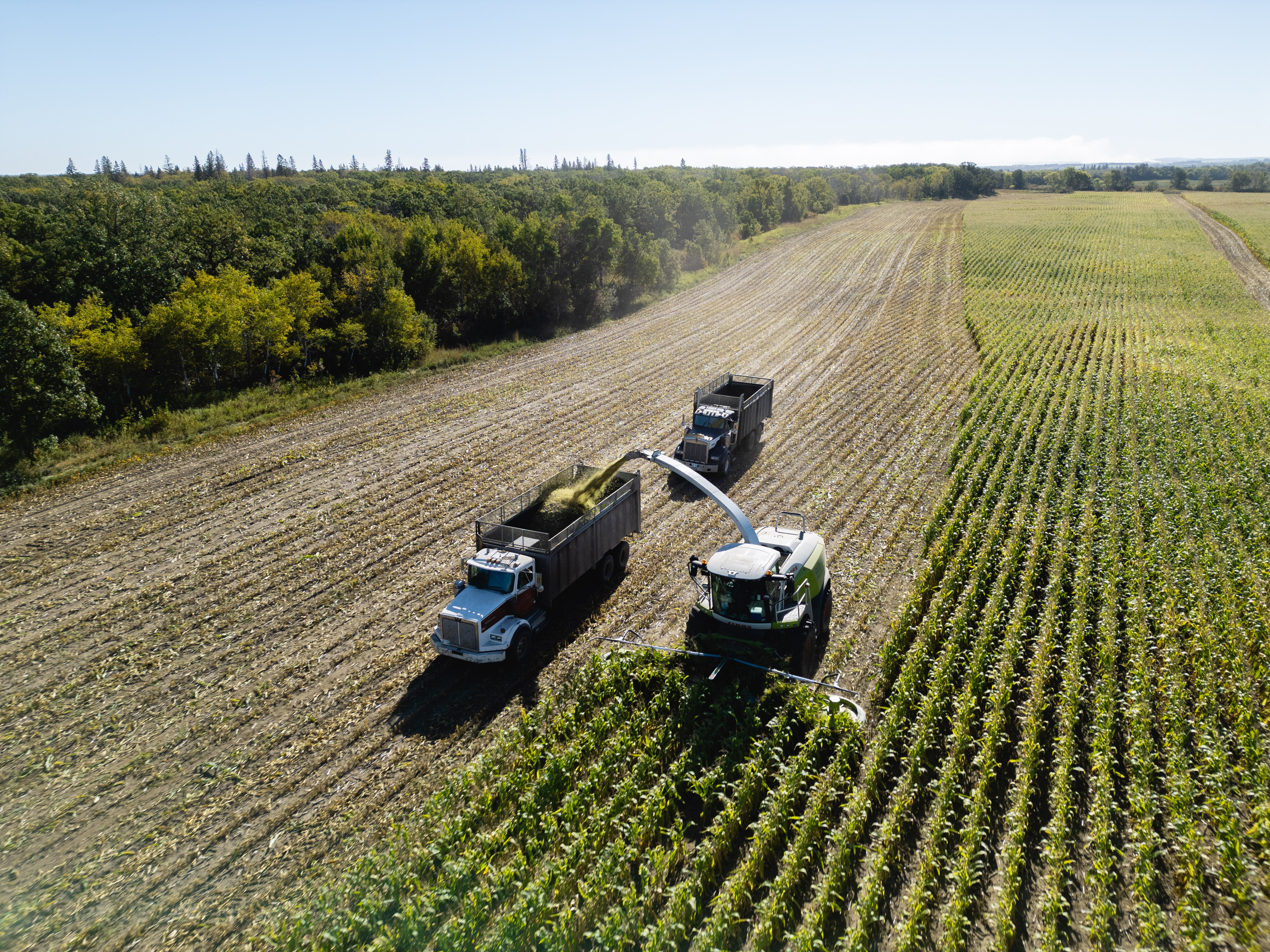 Corn silage harvester and wagon in motion on a cornfield
