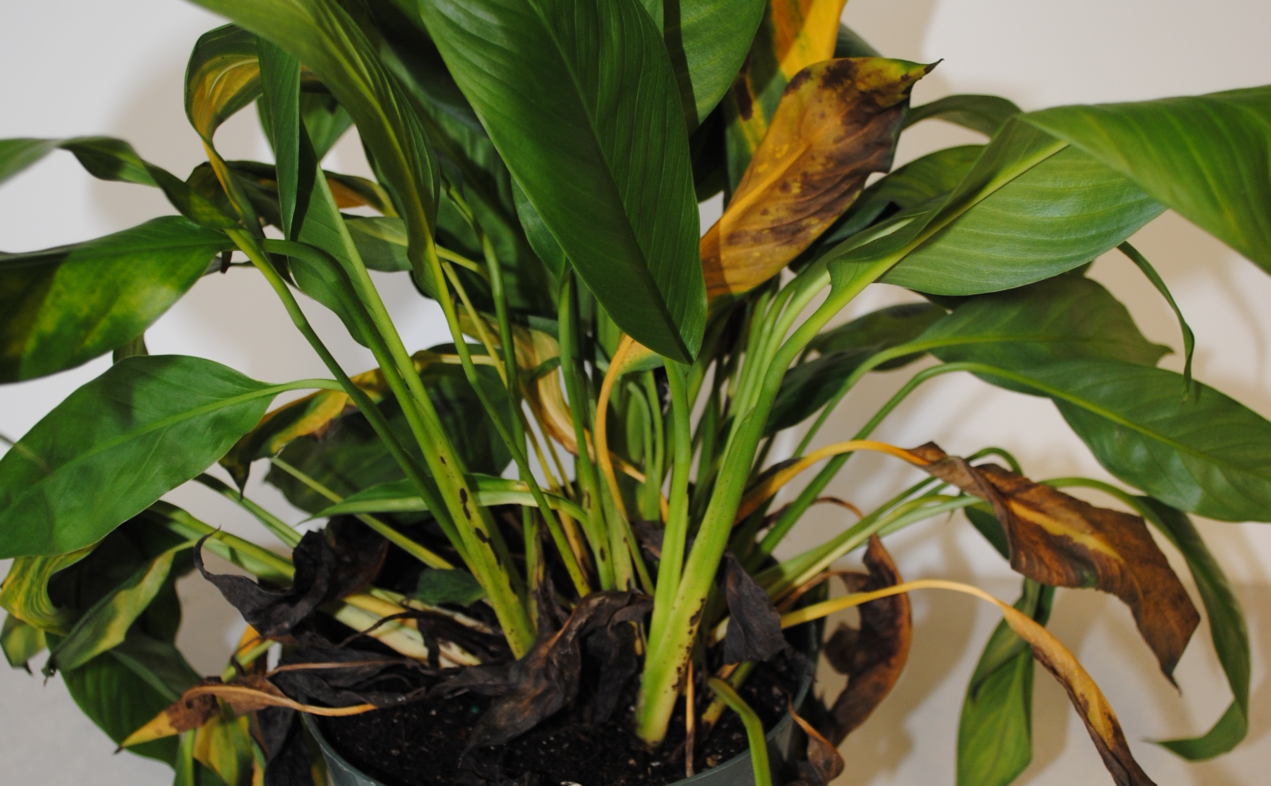 artificial snake plant stems CG Hunter 40" Artificial Snake Plant in Green