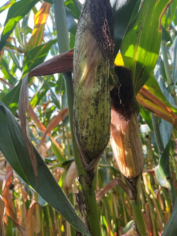 Many adult aphids on a corn plant ear and stalk