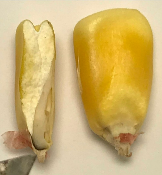 Close-up photo of cross-section of corn kernel showing black layer