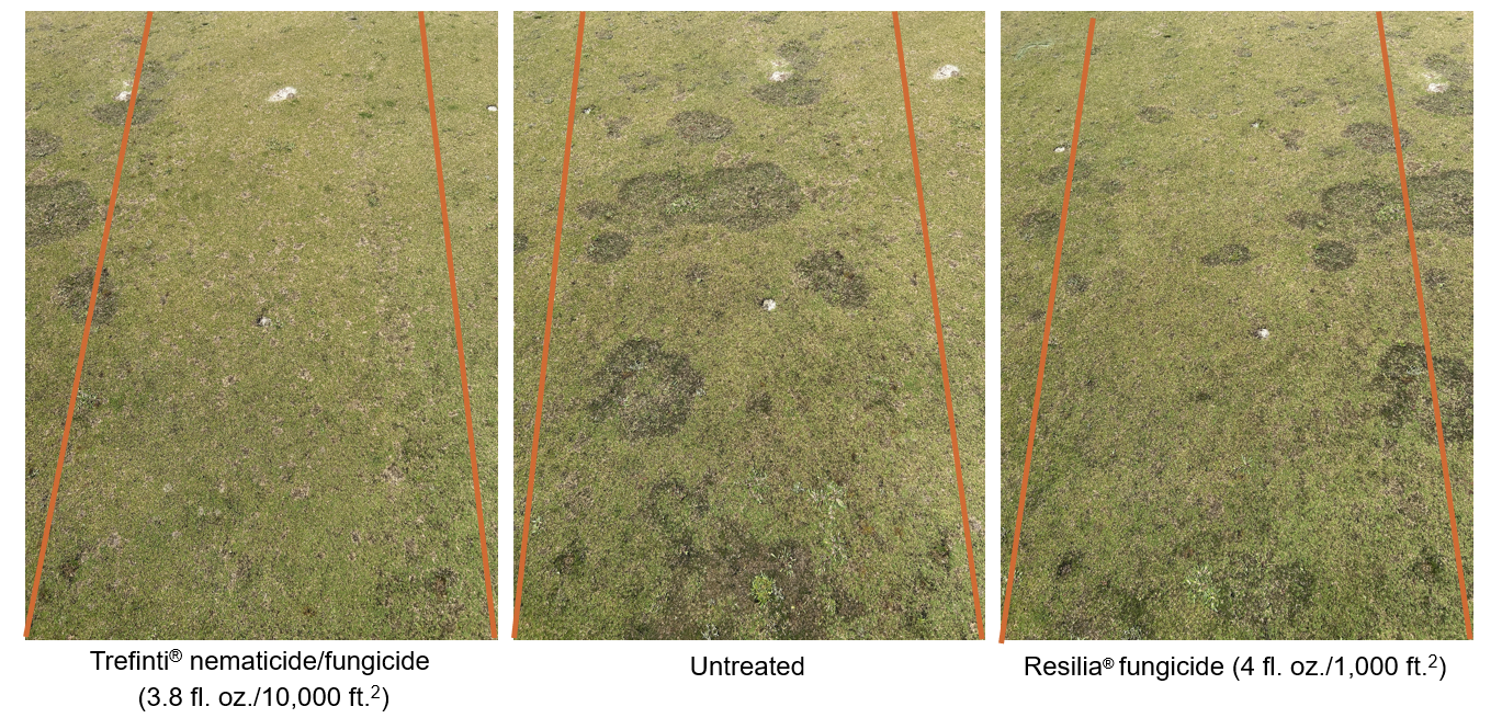 Comparison photos showing the impact of Trefinti in controlling spring dead spot in Bermudagrass, compared to Resilia fungicide