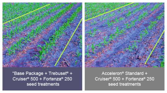 Photo comparison of fields treated with Tebuset vs Acceleron Standard when treating fusarium graminearum in corn