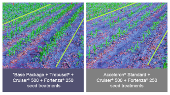 Photo comparison of fields treated with Tebuset vs Acceleron Standard when treating fusarium graminearum in corn