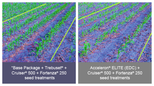 Photo comparison of fields treated with Tebuset vs Acceleron ELITE when treating fusarium graminearum in corn