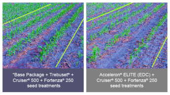 Photo comparison of fields treated with Tebuset vs Acceleron ELITE when treating fusarium graminearum in corn