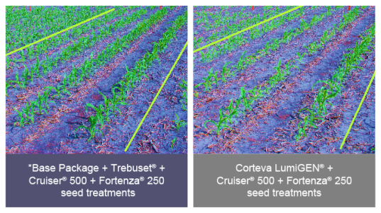 Photo comparison of fields treated with Tebuset vs LumiGEN when treating fusarium graminearum in corn