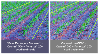 Photo comparison of fields treated with Tebuset vs LumiGEN when treating fusarium graminearum in corn