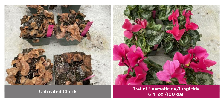 Side by side comparison of halios HD neon roses dealing with fusarium pressure when untreated versus those treated with Trefinti