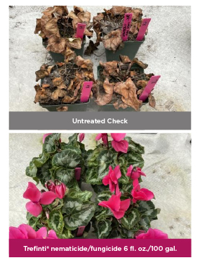 Side by side comparison of halios HD neon roses dealing with fusarium pressure when untreated versus those treated with Trefinti
