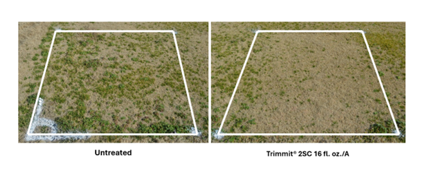 Comparison photos showing the impact of Trimmit 2SC in controlling annual bluegrass