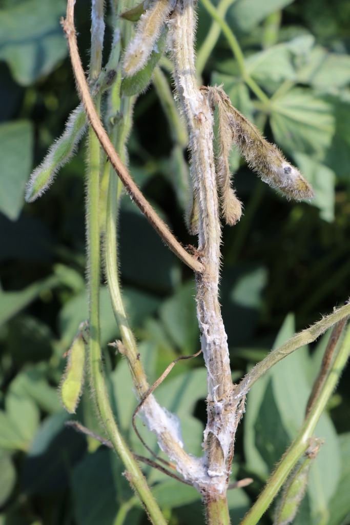 Soybean white mold photograph