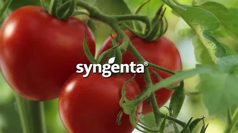 Syngenta: Using Innovation to Feed the World