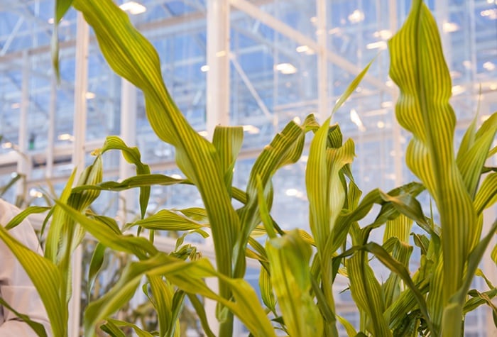 The Agrisure traits portfolio helps corn flourish at the Syngenta Advanced Crop Lab in Research Triangle Park, North Carolina