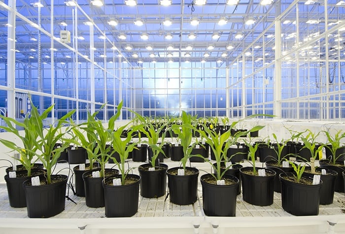 Young corn plants thrive at the Syngenta Advanced Crop Lab in Research Triangle Park, North Carolina.