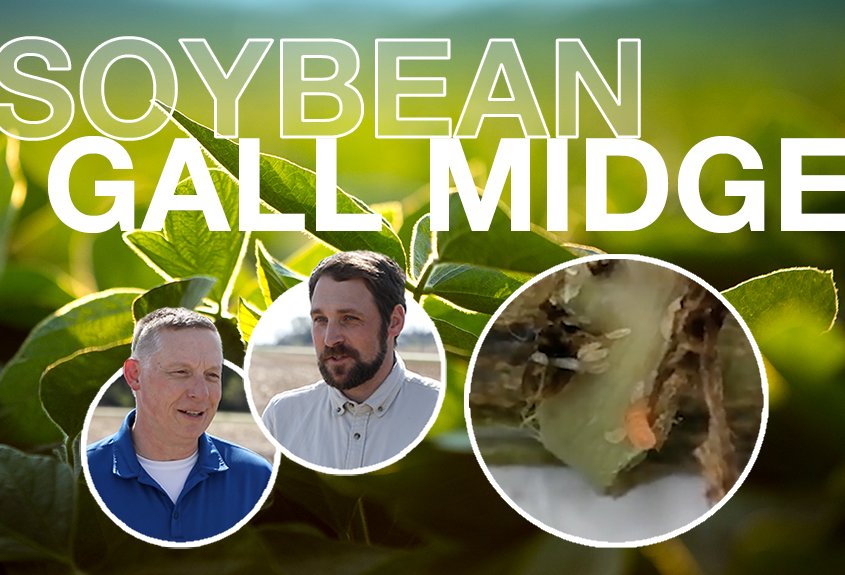 Living on the Edge with Soybean Gall Midge