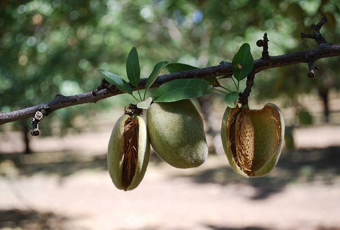 Manage Navel Orangeworm in Tree Nuts With Syngenta Insecticides