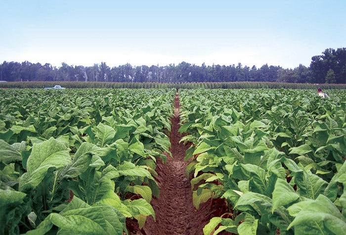 Orondis Ridomil Gold SL Fights Black Shank in Tobacco